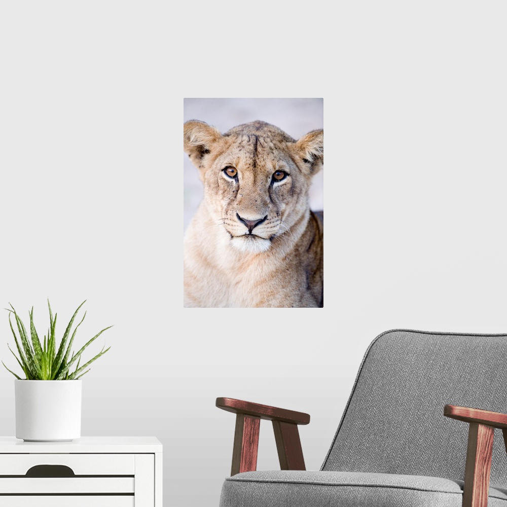 A modern room featuring Close-up of a lioness, Tarangire National Park, Tanzania