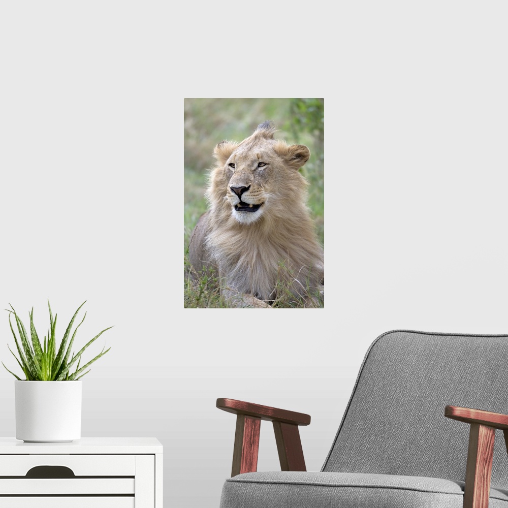 A modern room featuring Close-up of a male lion