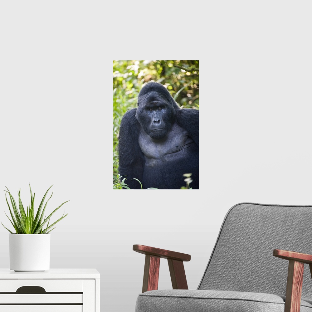 A modern room featuring Close up of a Mountain gorilla (Gorilla beringei beringei