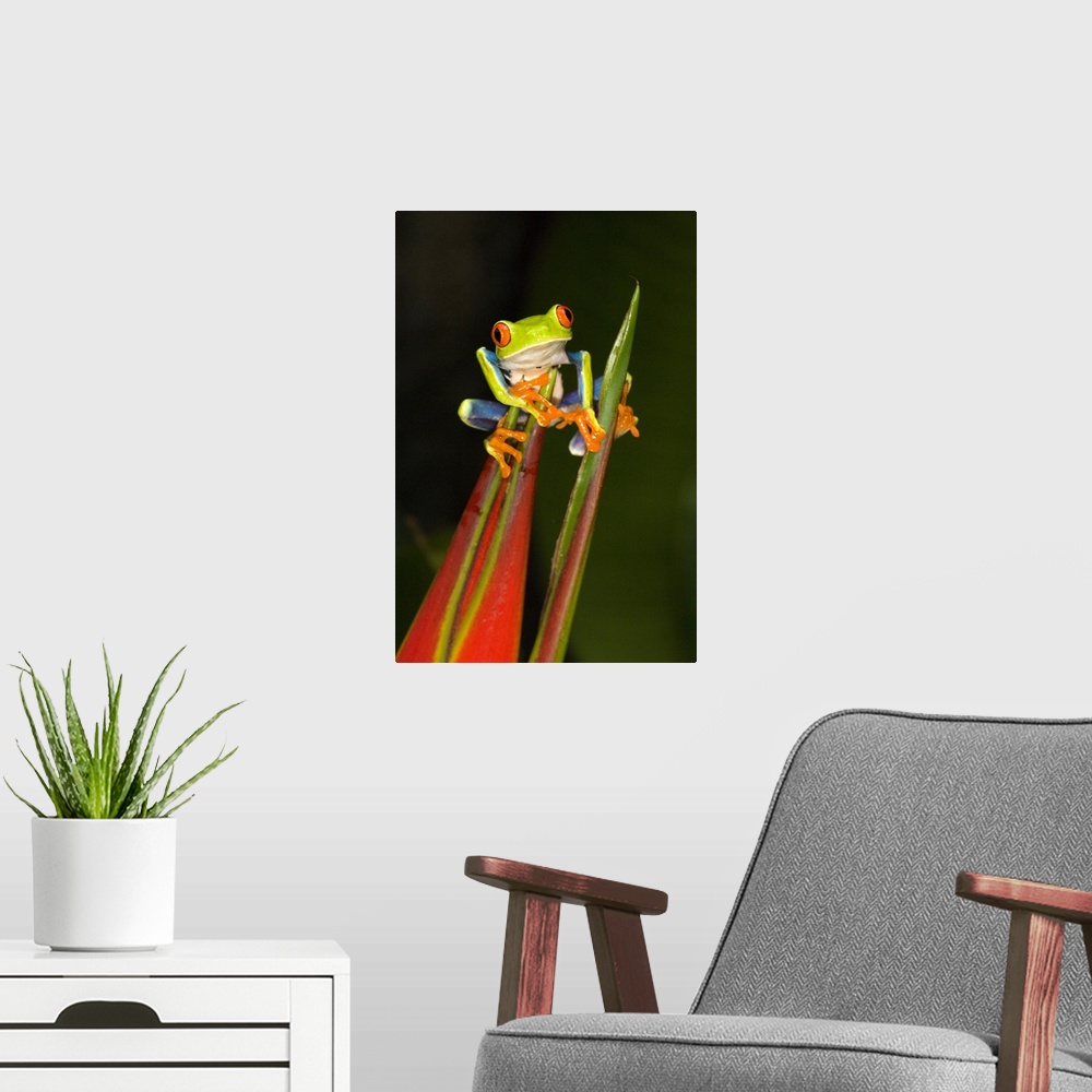 A modern room featuring Vertical photo on canvas of a tree frog crawling on the top of a flower.