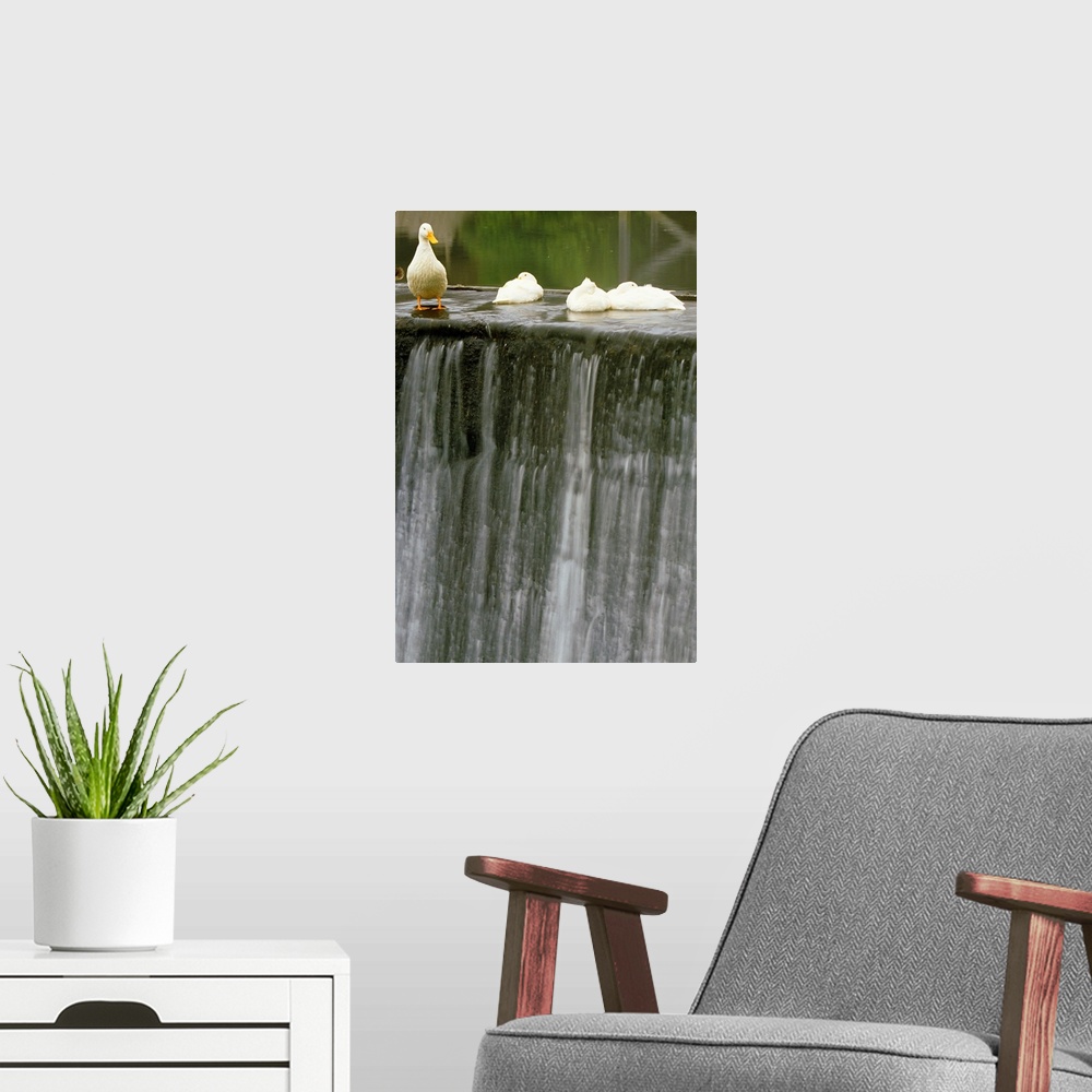 A modern room featuring Ducks At Edge Of Waterfall