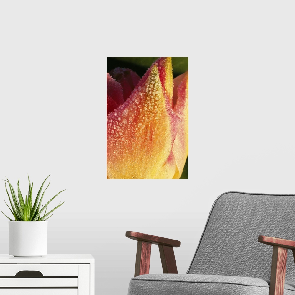 A modern room featuring Frost On Tulip Flower