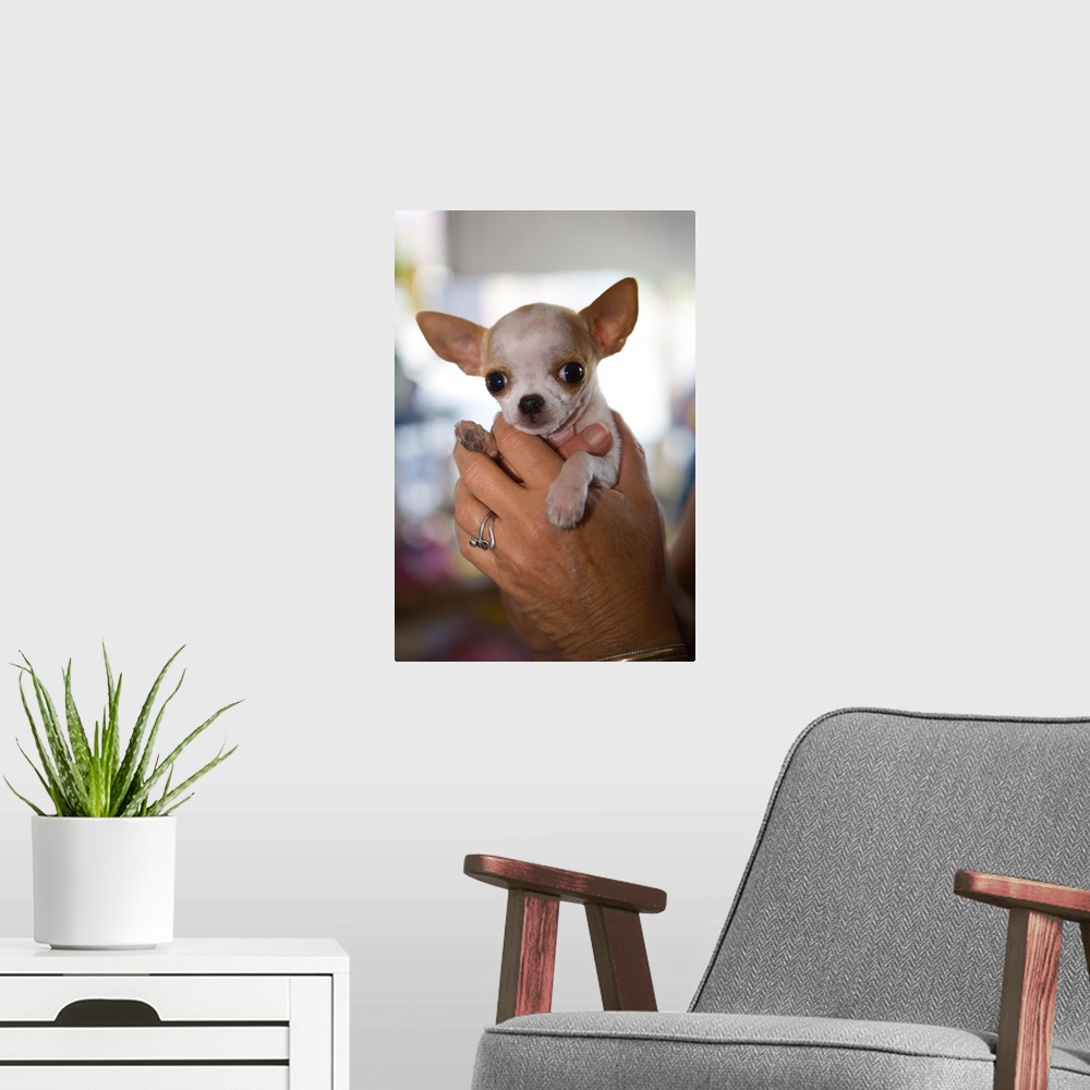 A modern room featuring Hands Holding Chihuahua Puppy
