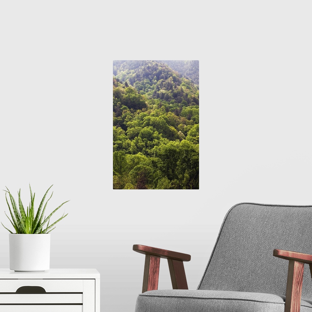 A modern room featuring High angle view of Appalachian hardwood forest, spring, Great Smoky Mountains National Park, Tenn...