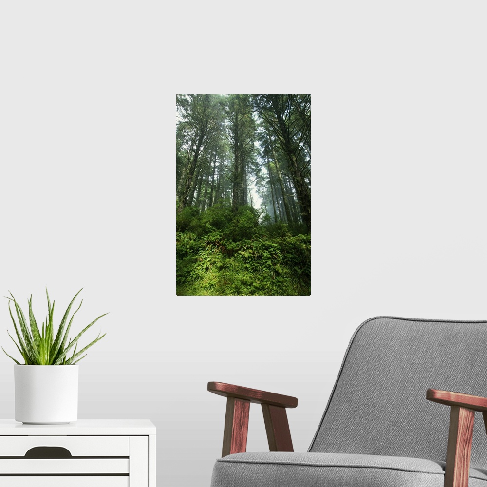 A modern room featuring Low angle view of trees in mist, Cascade Head, Oregon