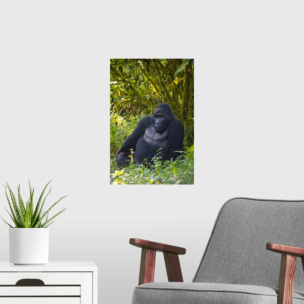A modern room featuring Mountain gorilla (Gorilla beringei beringei) in a forest