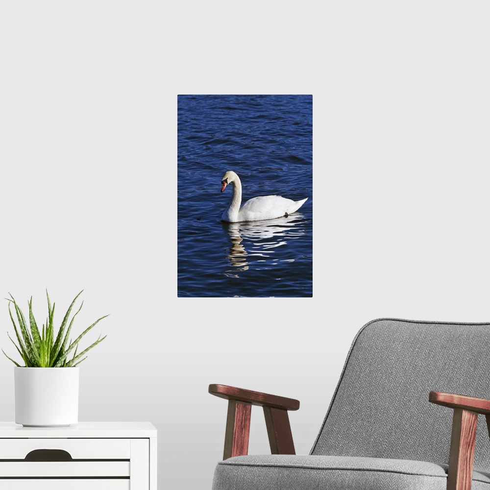 A modern room featuring Mute swan (Cygnus olor) swimming on river, water reflection, New York