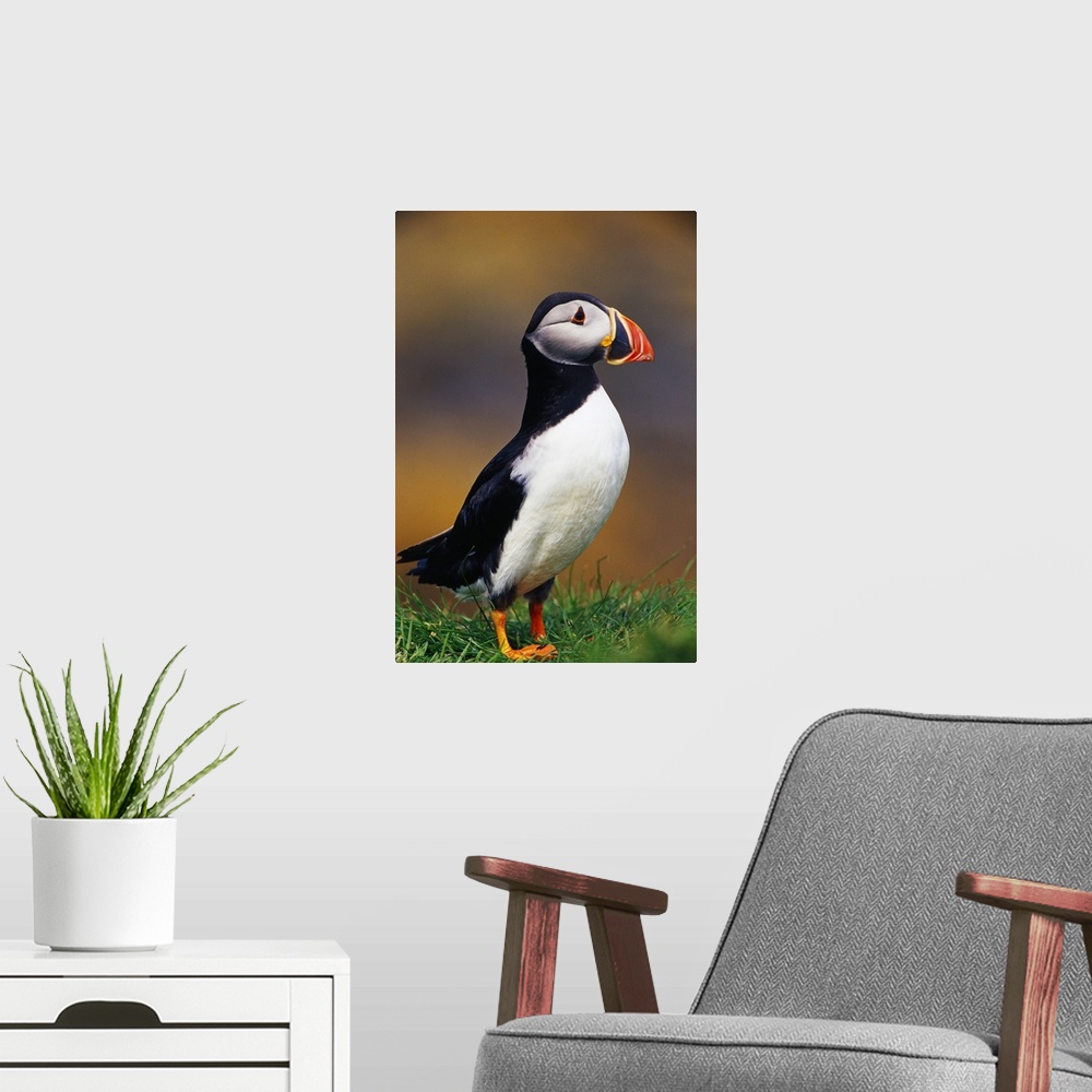 A modern room featuring Puffin bird in grass, selective focus profile, Isle of Lunga, Scotland.