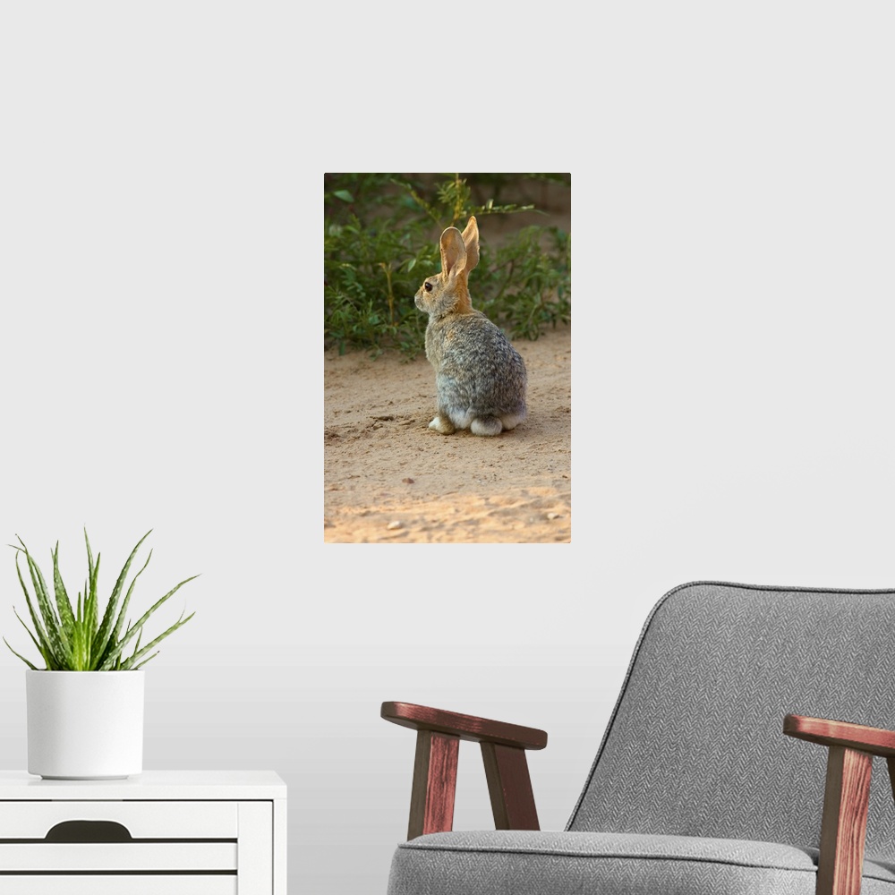 A modern room featuring Rear View Of Desert Cottontail Rabbit