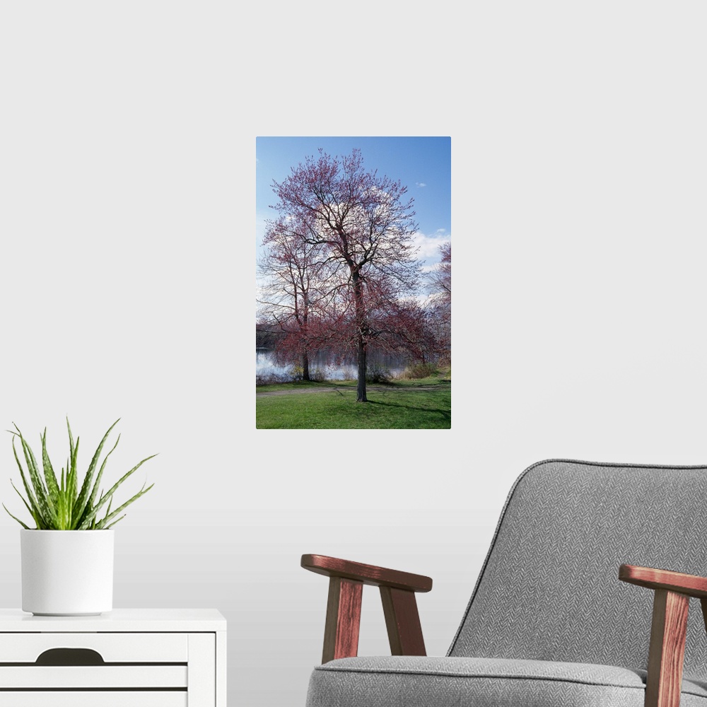 A modern room featuring Red maple tree (Acer rubrum) budding in spring, New York