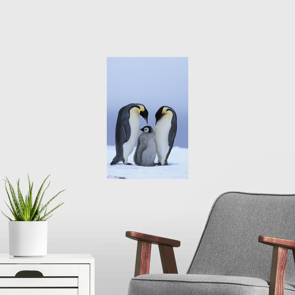 A modern room featuring Royal Penguins & Baby