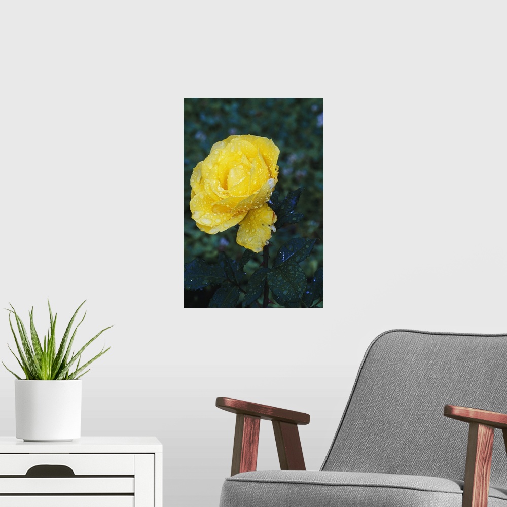 A modern room featuring Single dew-covered yellow rose blossom.