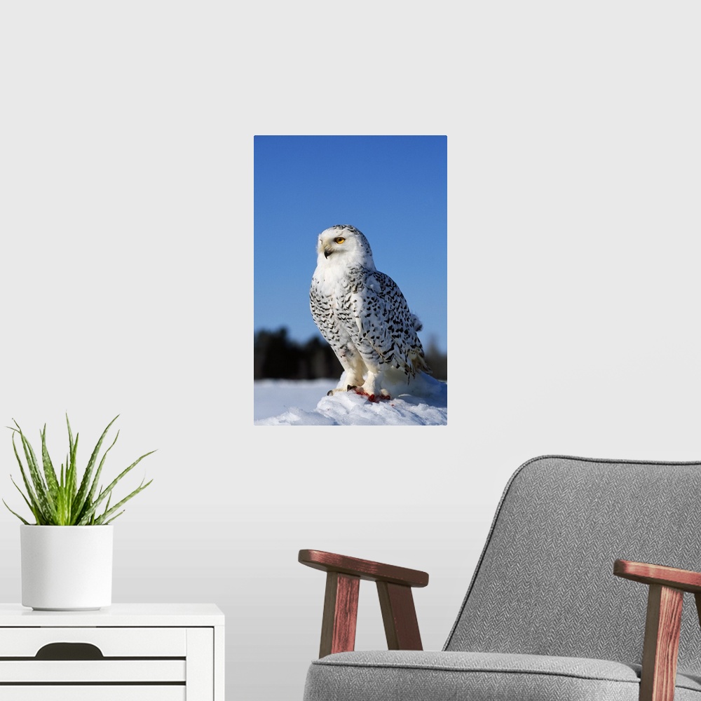 A modern room featuring Snowy owl (Nyctea scandiaca) on snow perch, profile.