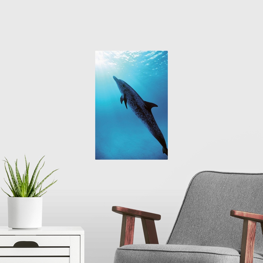 A modern room featuring Spotted Dolphin