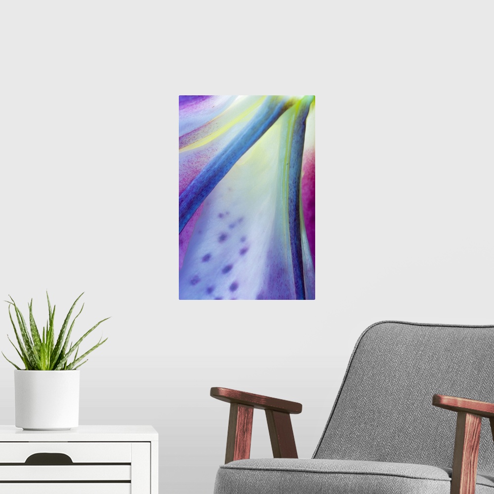 A modern room featuring Portrait, close up photograph on a big canvas of part of a  multi-colored stargazer lily bloom.