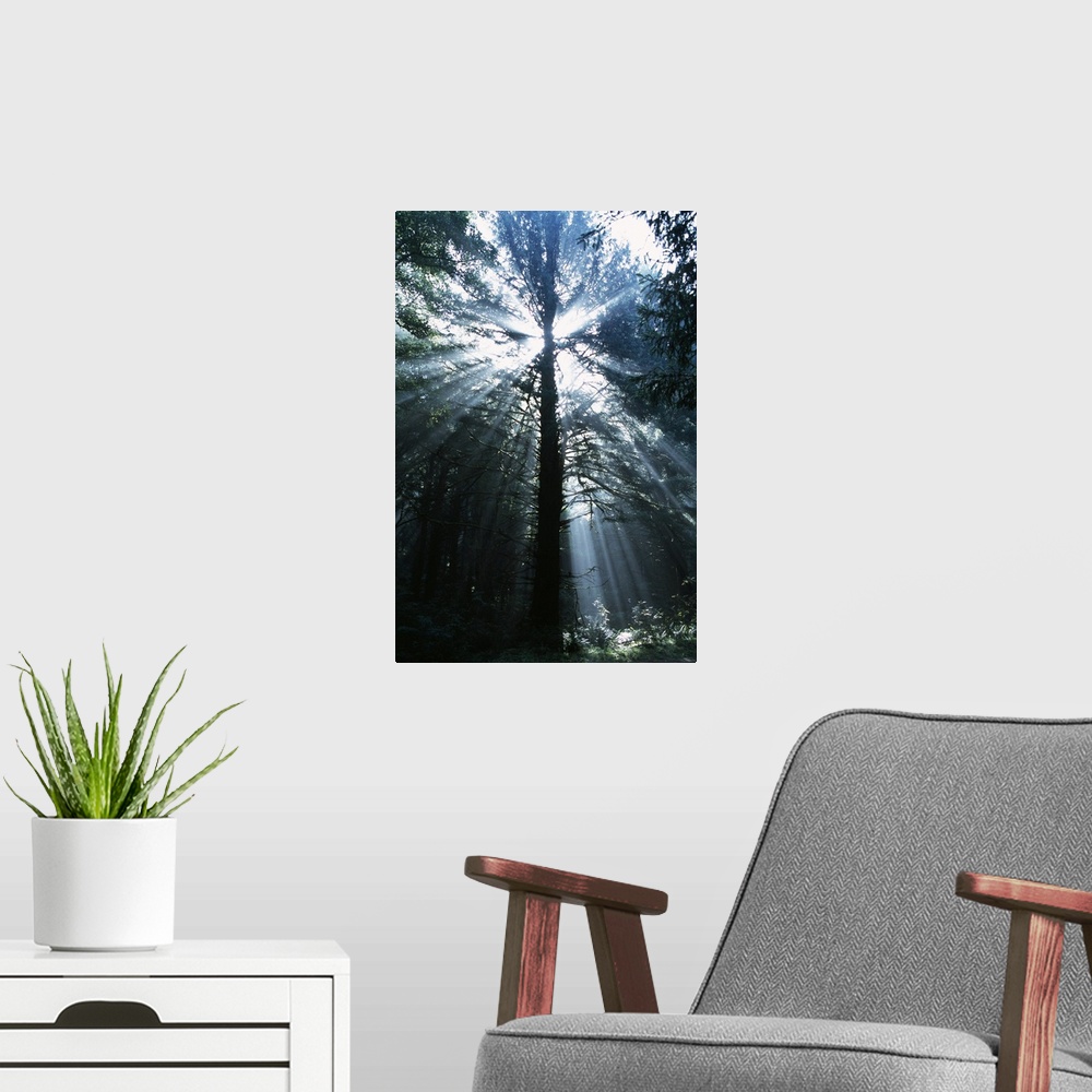 A modern room featuring A picture taken in a forest while looking up through the trees as the sun rays beam through.