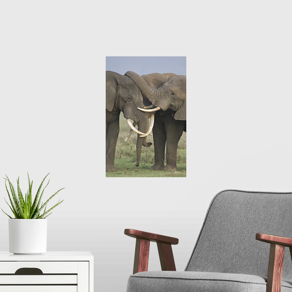 A modern room featuring Three African elephants fighting in a field, Ngorongoro Crater, Arusha Region, Tanzania (Loxodont...