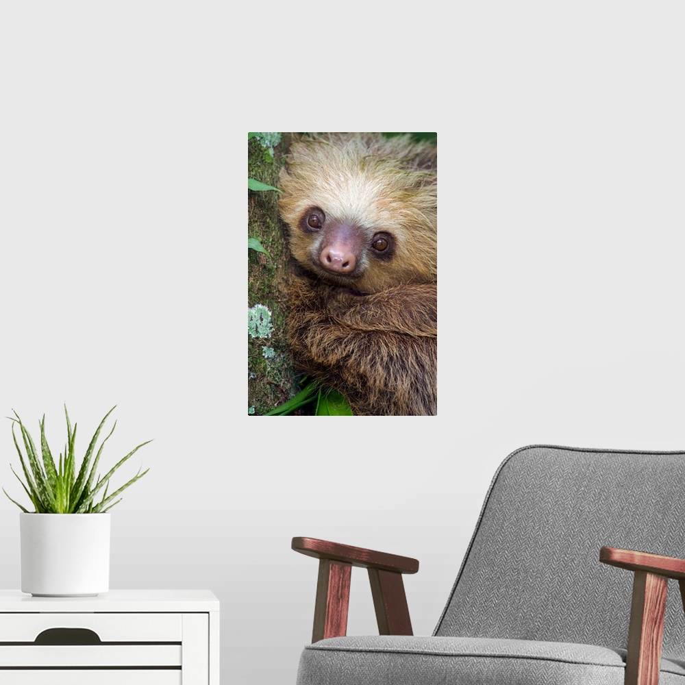 A modern room featuring Two-Toed Sloth (Choloepus didactylus), Tortuguero, Costa Rica