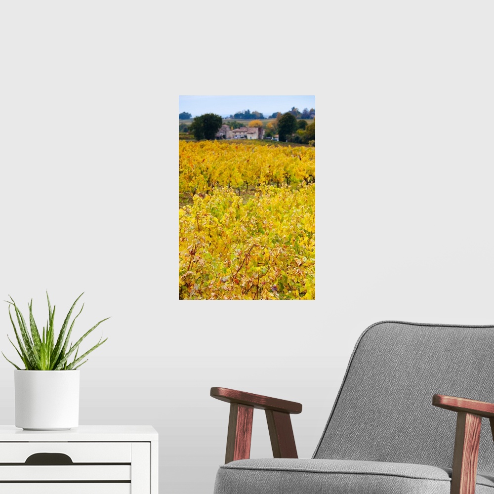 A modern room featuring Vineyards in autumn, Montagne, Gironde, France
