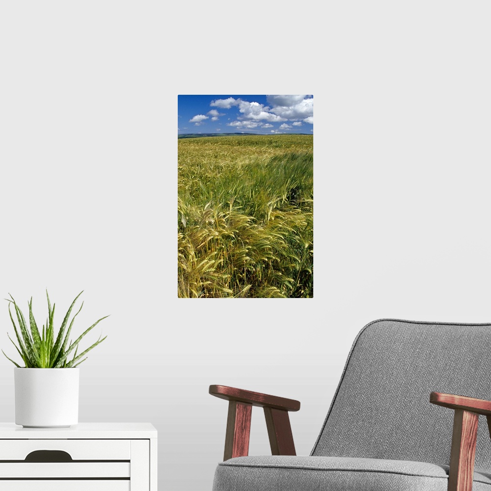 A modern room featuring Wheat fields, blue sky, Scotland.