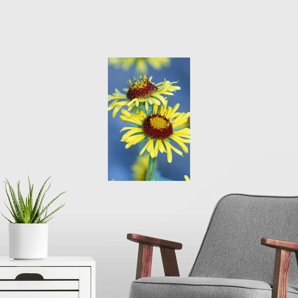 A modern room featuring Yellow Flowers In Bloom