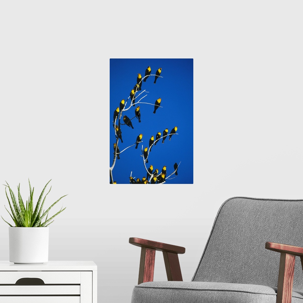 A modern room featuring Yellow-headed blackbirds perching on bare tree branches, blue sky, Bosque Del Apache, New Mexico