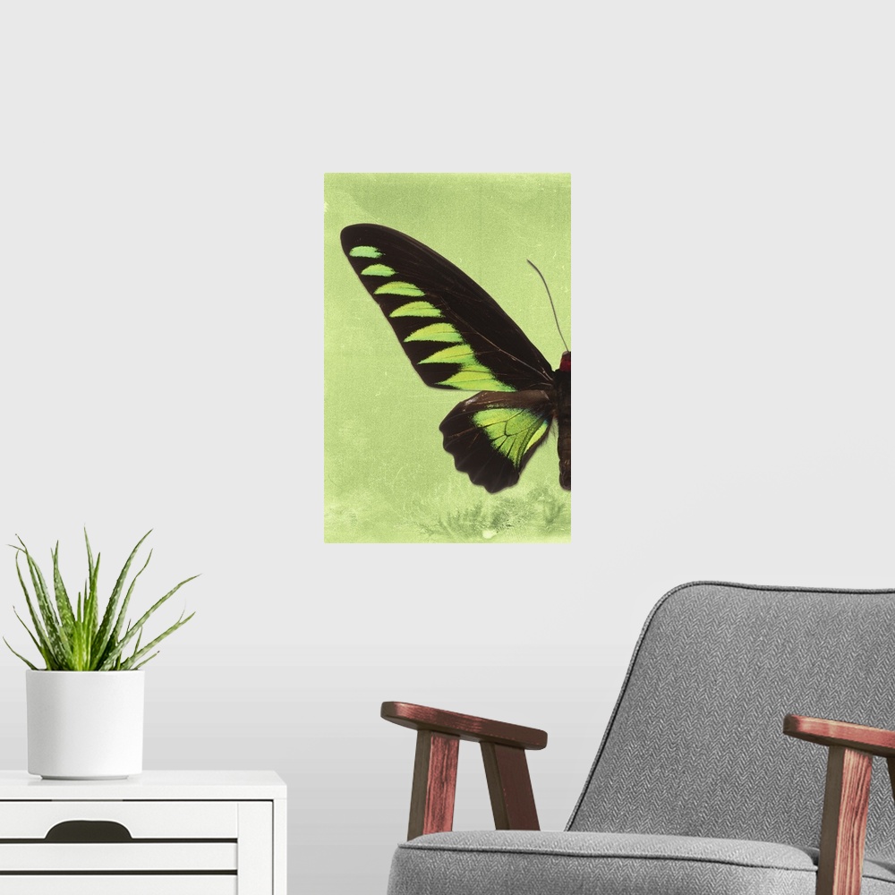 A modern room featuring Half of a butterfly on a lime green sparkly background.