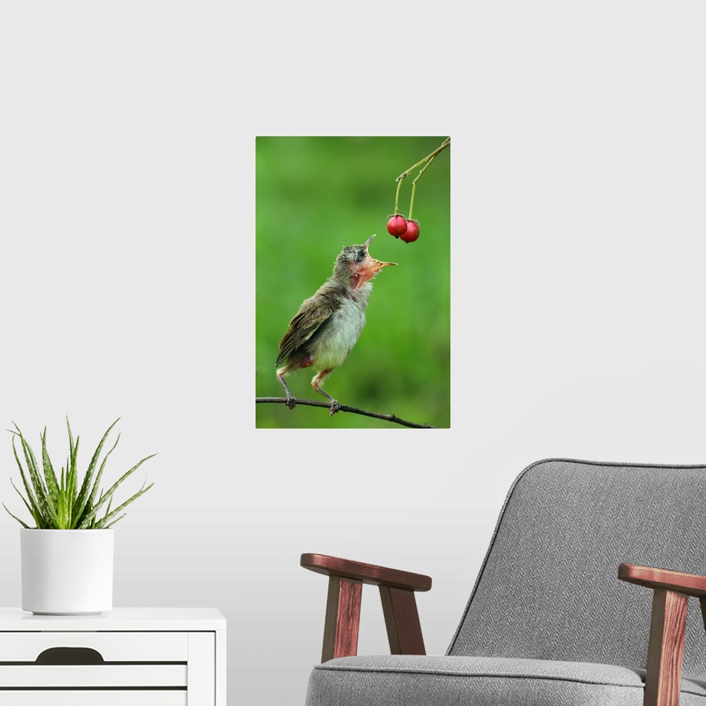 A modern room featuring Photograph of a young bird perched on a tree branch grabbing from some food.
