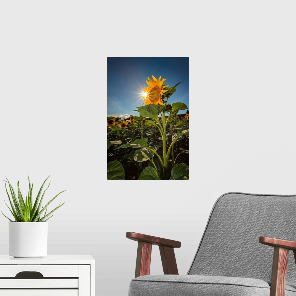 A modern room featuring His Majesty the sunflower