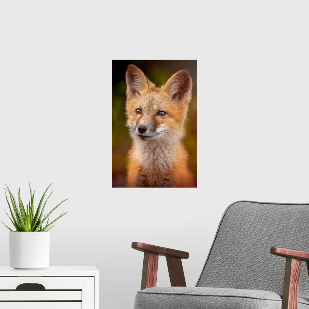 A modern room featuring Portrait of a cute young red fox.