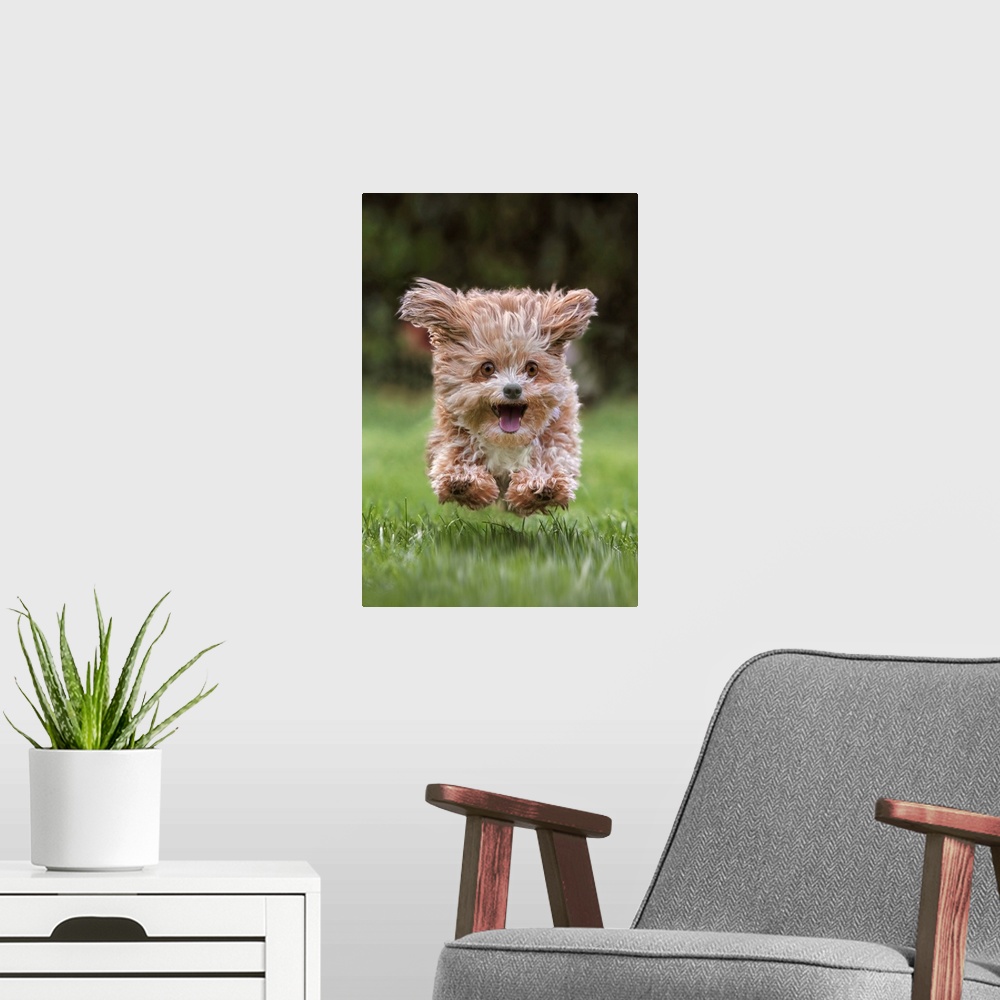 A modern room featuring A puppy running excitedly through the grass.