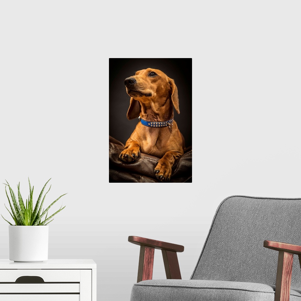 A modern room featuring Portrait of an elegant Dachshund on a leather couch.