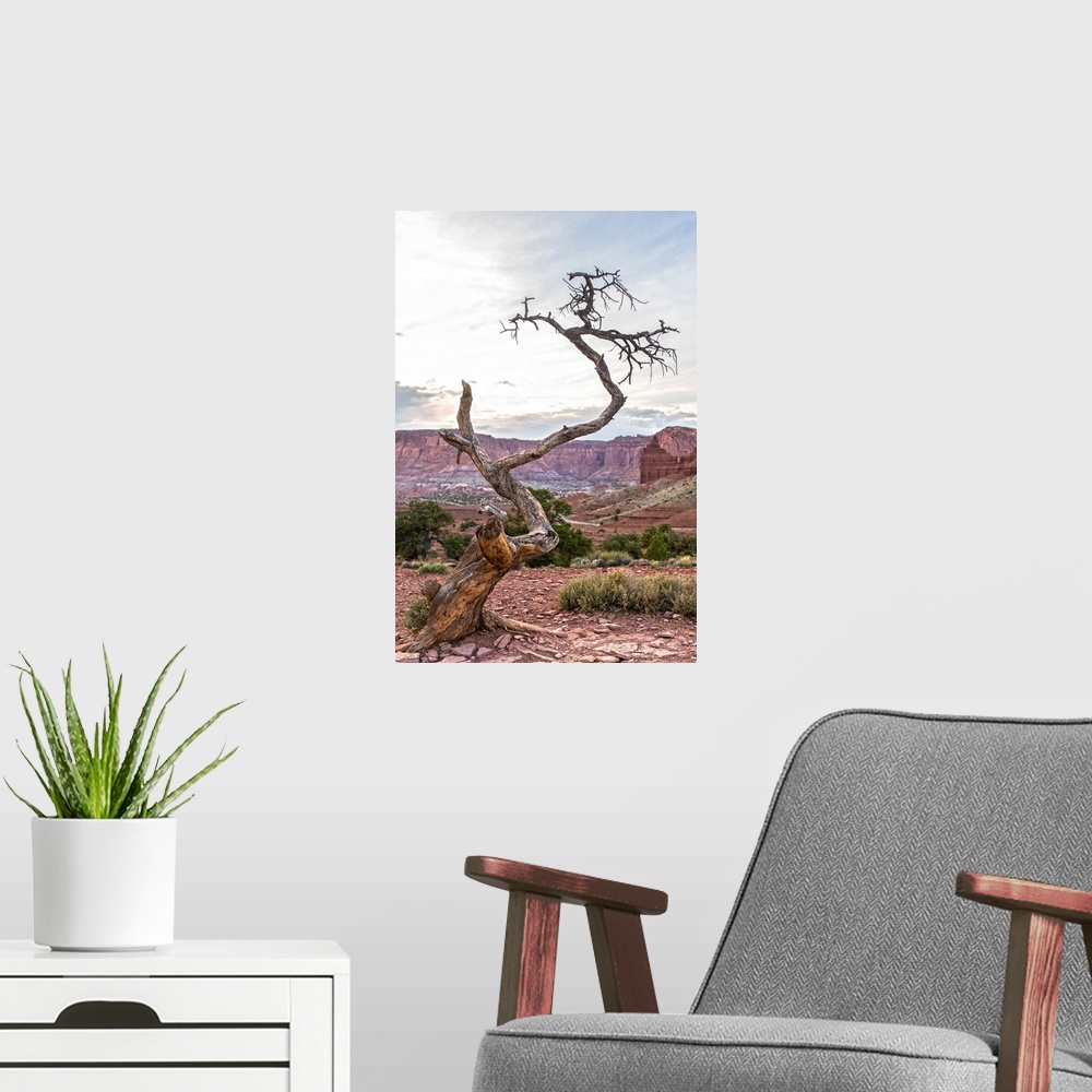 A modern room featuring View of a barren tree at Panorama Point in Capitol Reef National Park, Utah.