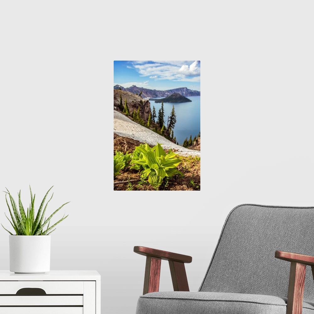 A modern room featuring View of Corn Lily Leaves (Veratrum californicum) at Crater Lake in Oregon.