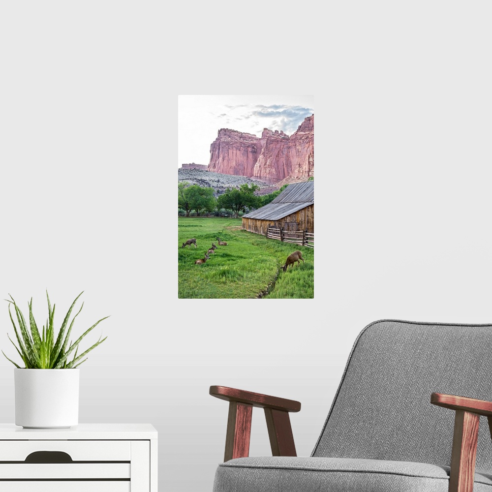 A modern room featuring Deer grazing near the Gifford Homestead at Capitol Reef National Park.