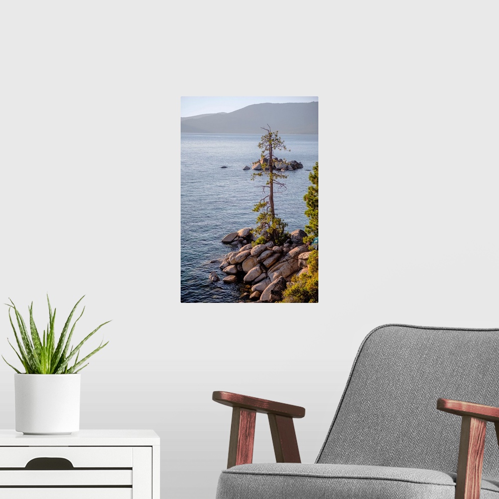 A modern room featuring A lone tree has grown out of rocky shore at Lake Tahoe in California and Nevada.