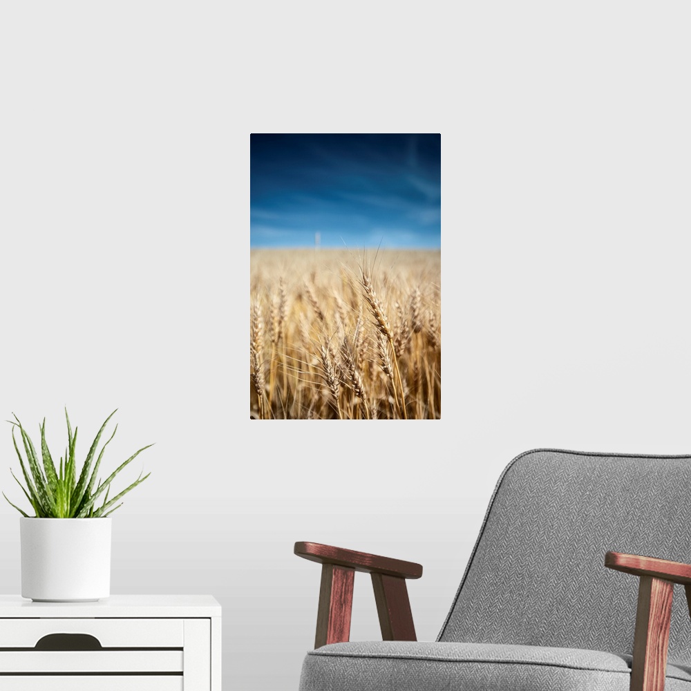 A modern room featuring Wheat fields in Banff National Park, Alberta, Canada.