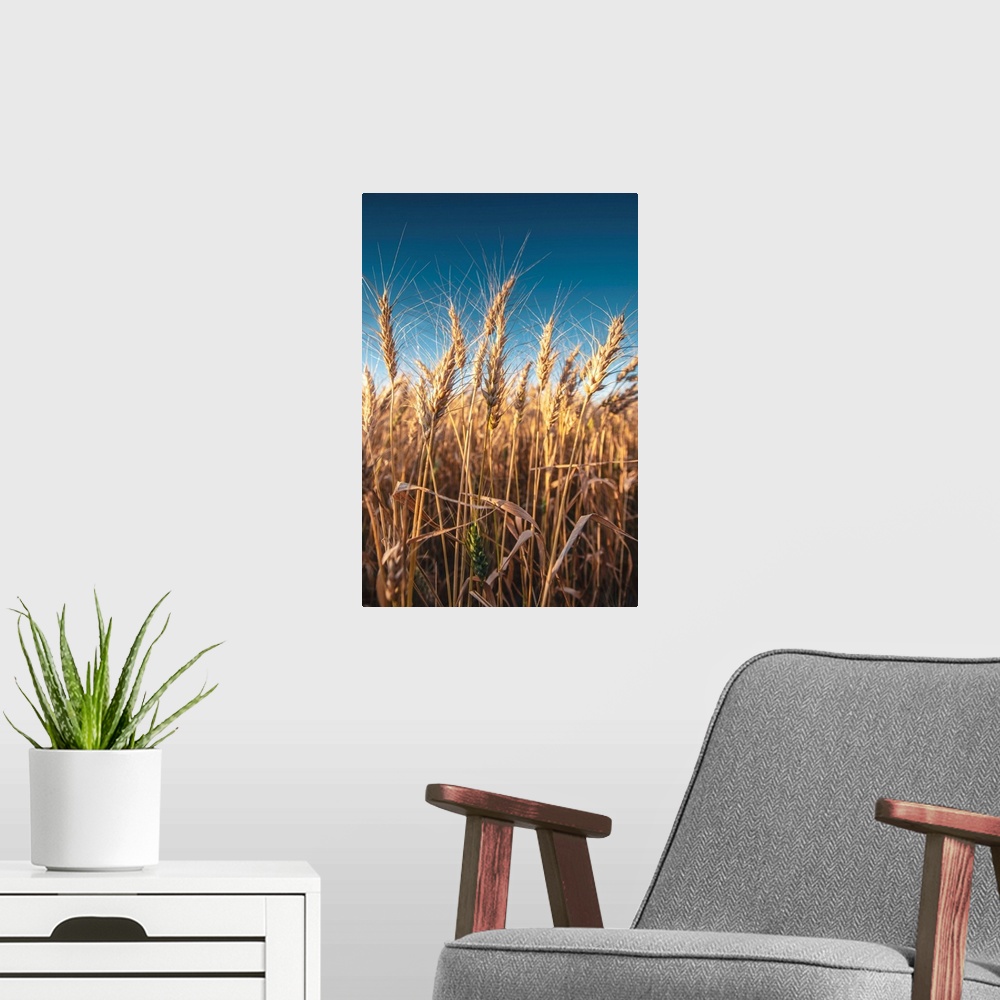 A modern room featuring Wheat fields and blue skies in Banff National Park, Alberta, Canada.