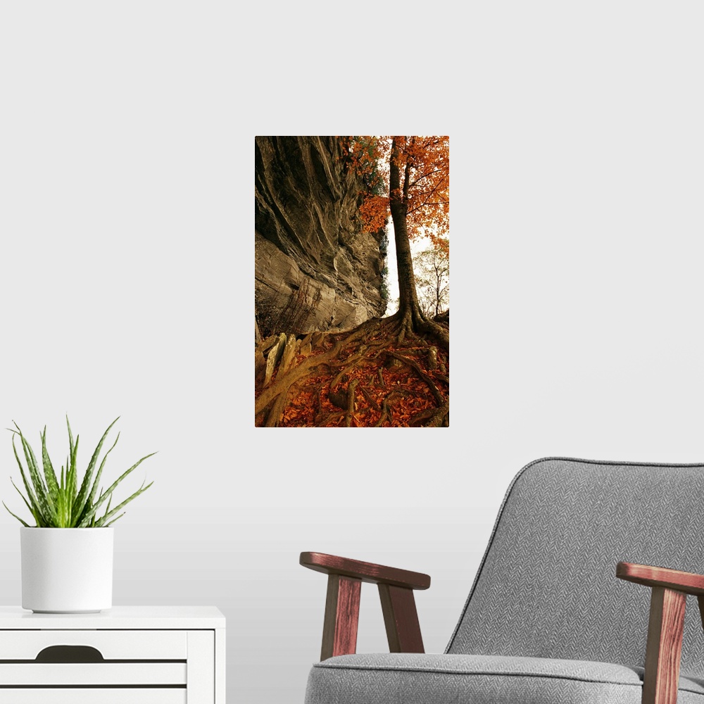 A modern room featuring Raven rock and autumn colored beech tree.