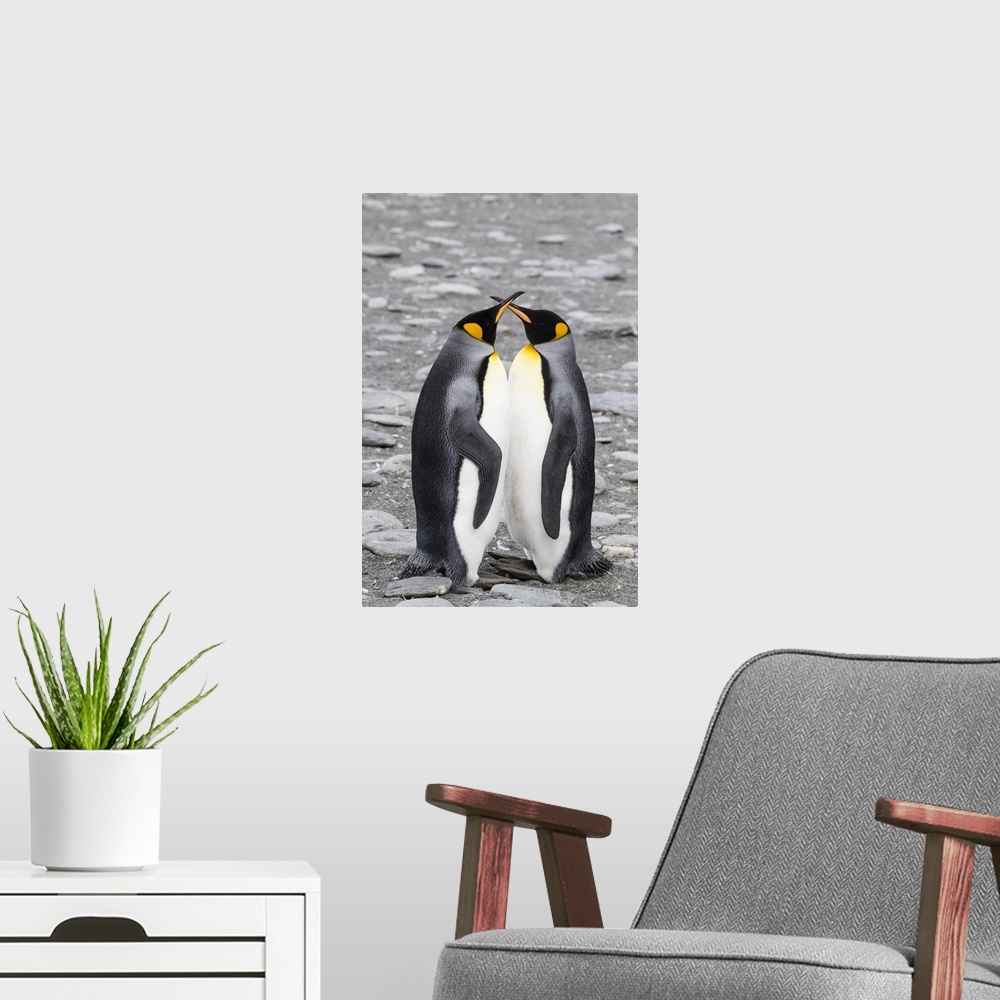 A modern room featuring Adult king penguin pair (Aptenodytes patagonicus) at breeding colony at Gold Harbor, South Georgi...