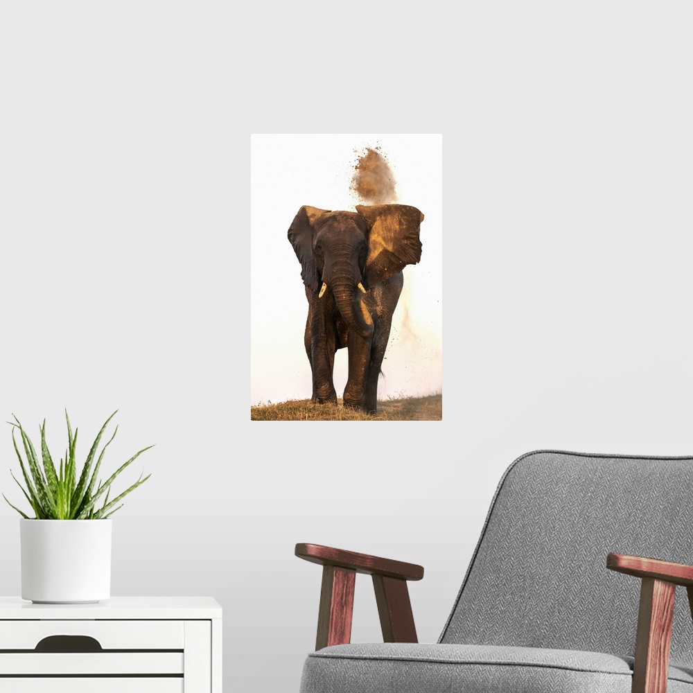 A modern room featuring African elephant (Loxodonta africana) dusting, Chobe National Park, Botswana, Africa