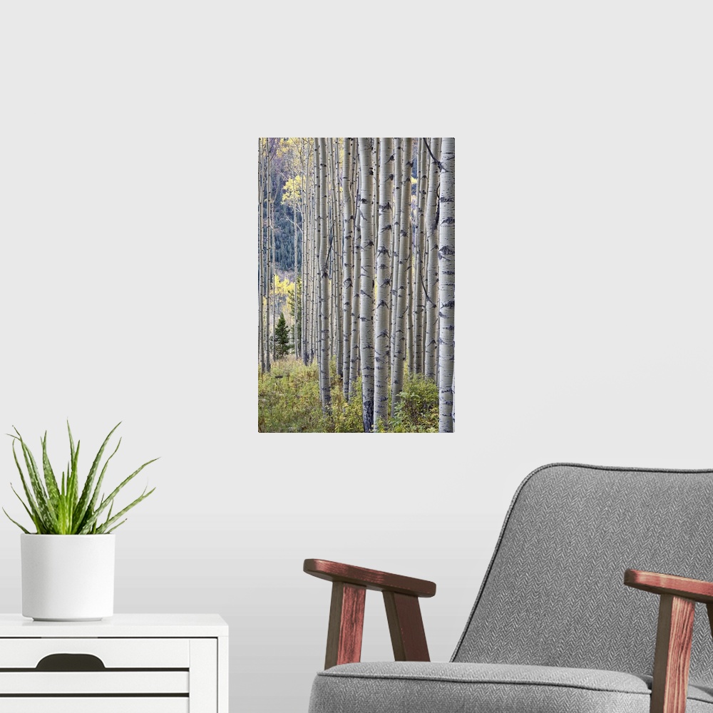 A modern room featuring Aspen grove with early fall colors, Maroon Lake, Colorado