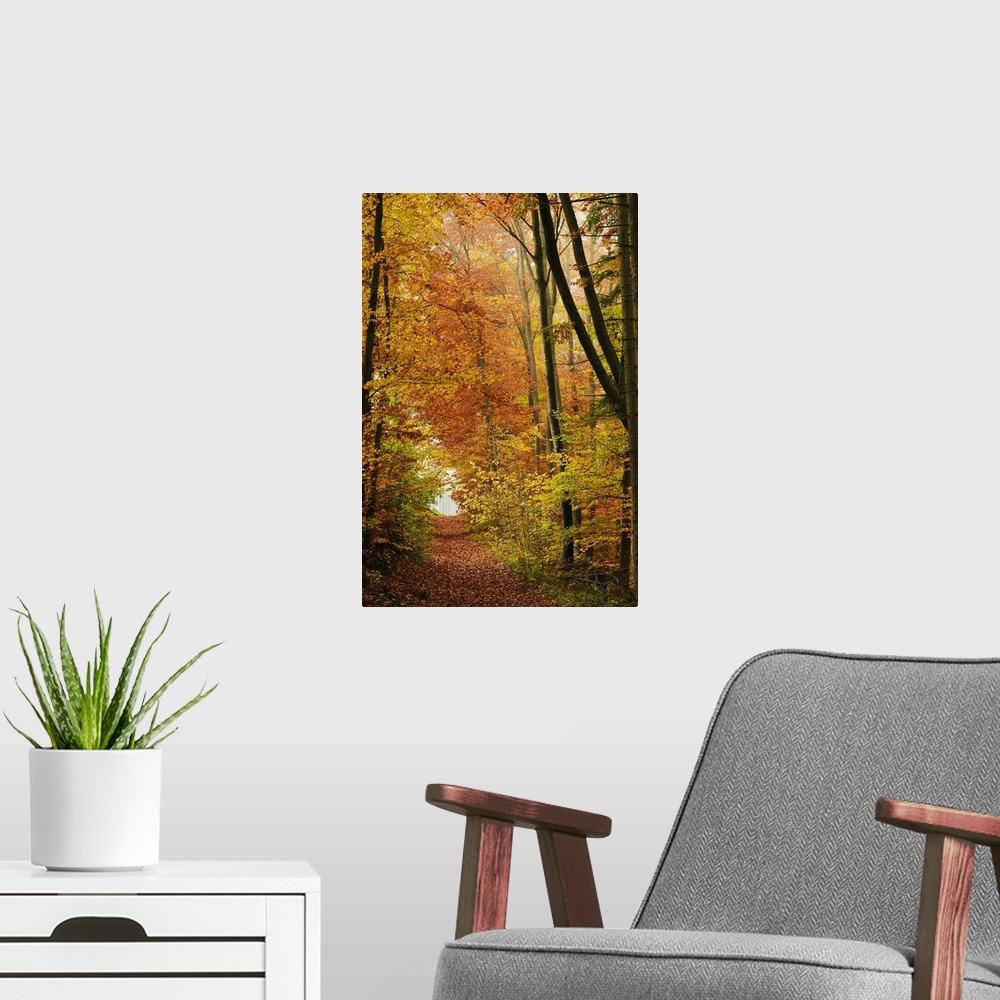 A modern room featuring Autumn forest in the Neckar valley, Baden-Wurttemberg, Germany