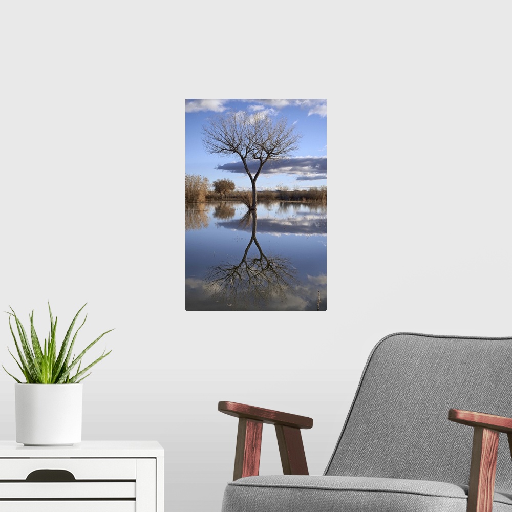 A modern room featuring Bare tree reflected in a floodplain, Bosque del Apache, New Mexico