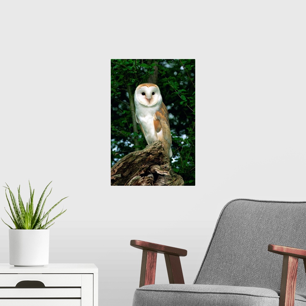 A modern room featuring Barn owl, Warwickshire, England, United Kingdom, Europe