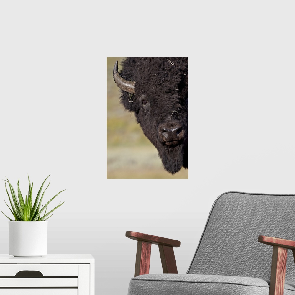 A modern room featuring Bison bull, Yellowstone National Park, Wyoming