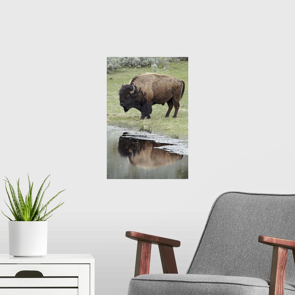A modern room featuring Bison reflected in a pond, Yellowstone National Park, Wyoming