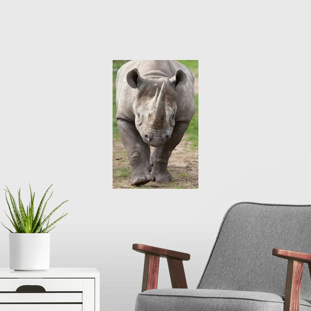 A modern room featuring Black rhino (Diceros bicornis), captive, native to Africa