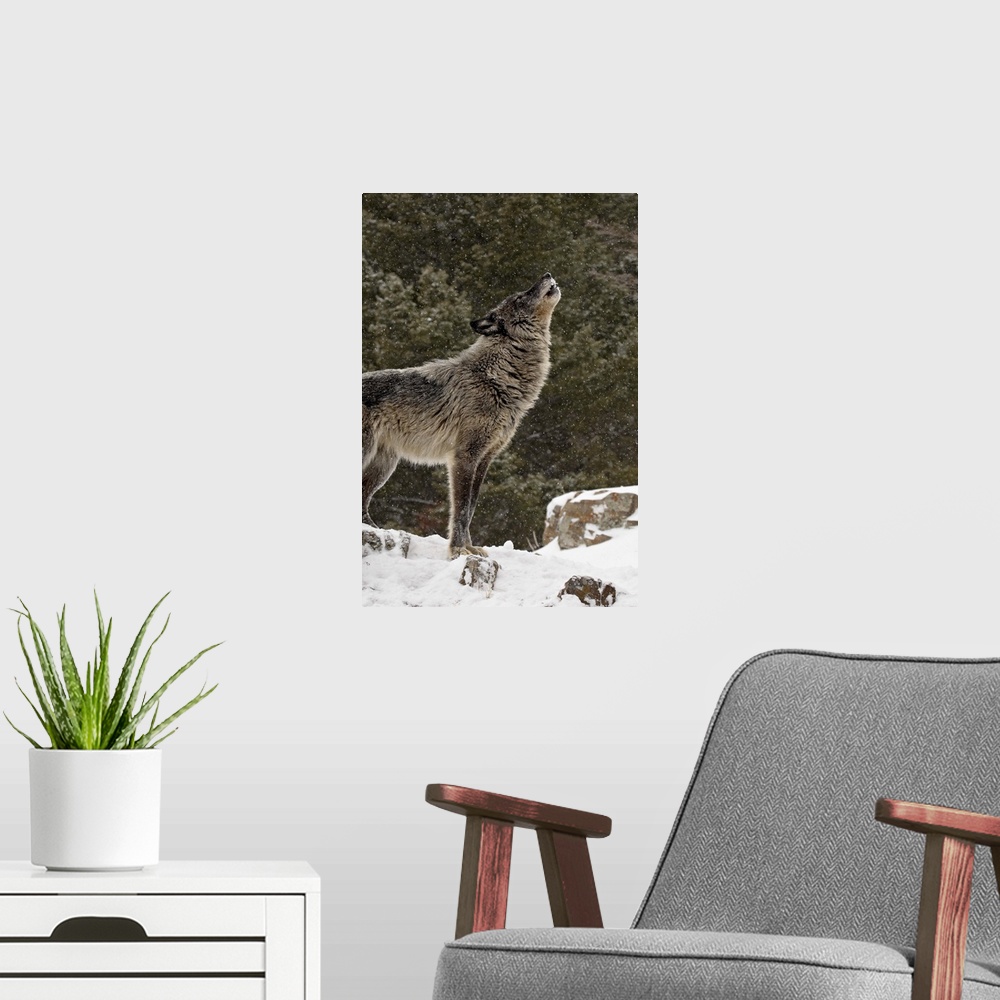 A modern room featuring Captive gray wolf howling in the snow, near Bozeman, Montana