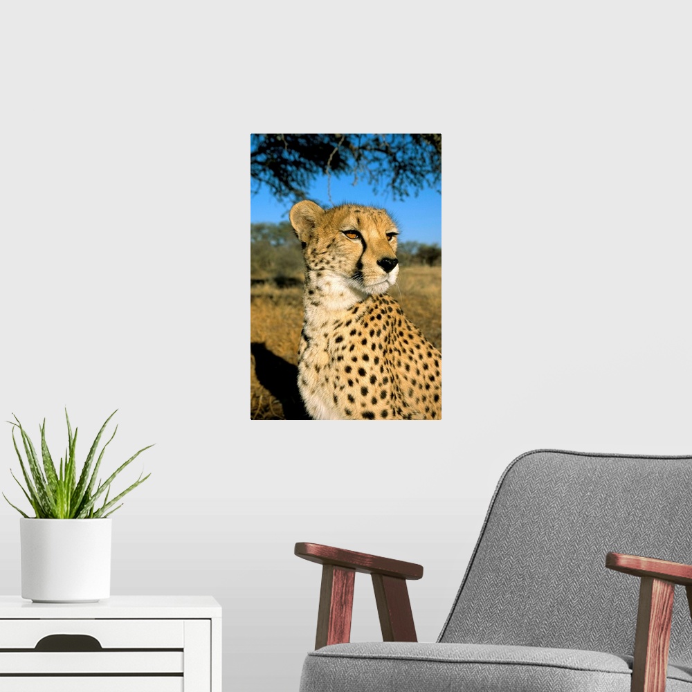 A modern room featuring Cheetah (Acinonyx jubatus) in captivity, Namibia, Africa